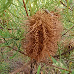 Banksia Ericifolia (197181)