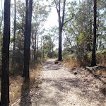 Dry forest along the trail (197710)