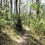Narrow track through lush forest (199294)