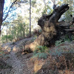 Uprooted old tree (203365)