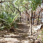 Contrast between burnt and unburnt bush either side of the track (20387)