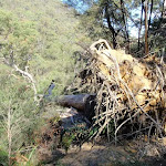 Fallen tree on Defile Track (206815)