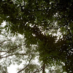 Leafy canopy above Mt Bouddi Track (21536)