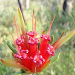 Lambertia formosa (Mountain Devil) (216863)