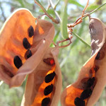 Open seed pods (217943)