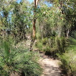 Track to Warrah Lookout (218138)