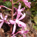 Dipodium variegatum - a lovely pink Orchid (221642)