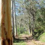 Tall gums on the Simpsons Track (221816)