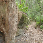 Tree grasping a rock (225628)