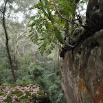 Ferns growing on rock (225664)
