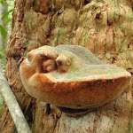 Fungus growing on  a Turpentine Tree (226192)