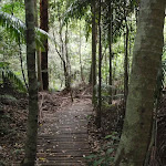 Track between Strangler Fig Tube and the Seymour Pond (226288)