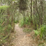 Guringai walking track (227458)