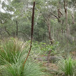 Grass trees in bloom (228970)