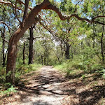 Warriwarri Lookout trail (235712)