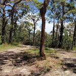 Warriwarri Lookout trail (235760)