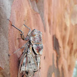 Cicada on tree (238088)