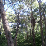 Terrys Creek track south of M2 (24925)