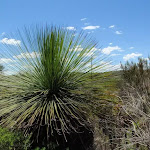 A grass tree on the Grass Tree Track (249631)