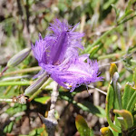 Thysanotus tuberosus (Common Fringe Lily) (250096)