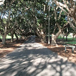 Tree lined path through Nielsen Park (251789)