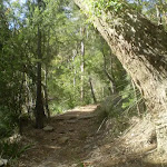 Warrimoo Track under the trees (25391)