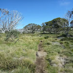 Walking along the Porcupine Track (263543)