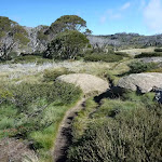 Scattering of boulders and snow gums (263606)