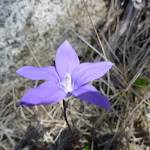 Wild flower in bloom (270008)