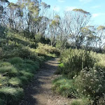 Walking track west of golf Course (274331)