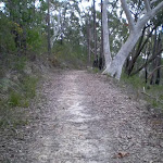 Track to Nerang Viewpoint (27542)