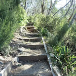 Steps on Merrits Nature Track (276146)