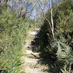 Many steps on the Merrits Nature Track (276254)