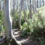 Meadows Nature Track (276551)