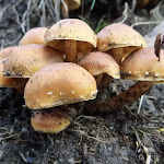 Mushrooms on the Bridle Loop (278285)