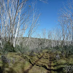 Line of dead snow gums on the Cascade Trail (282689)