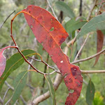 Eucalypt Leaf (28661)