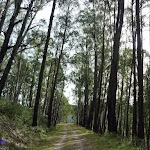 Tall forest on Dargals Trail (290255)