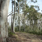 Tall eucalypt forest (290446)
