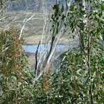 Glimpse of Tooma Reservior from  Dargals trail (290497)