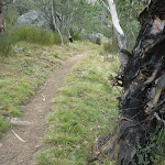 Rocks and forest on Bullocks Track (295829)