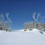 Snow gums on the Wheatley Link (300616)