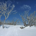 Walking amoung the snow gums (300853)