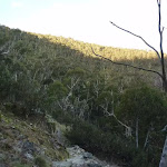 Looking across the valley on the Pallaibo Track (303427)