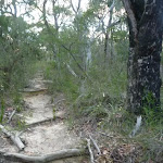 Roots exposed on Fredericks Track (305484)