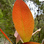 Leaf (30554)