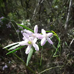 Wildflower - Pink Wax Flower (Eriostemon austrlis) (305762)