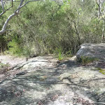 Track to Nerang Viewpoint (305783)
