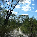 Track to Nerang Viewpoint (305906)