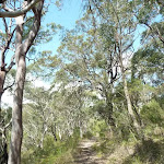 Track to Nerang Viewpoint (305936)